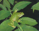 Filename=frog_painting_scan.png
Filesize=6746KiB
Dimensions=1789x1428
Date added=May 10, 2014 frog_painting_scan.png